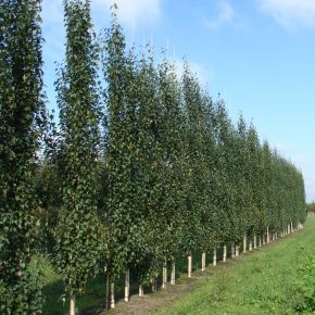 Brzoza kolumnowa JOES JOLEP 100-120 cm