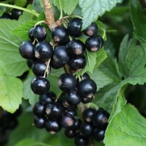 Porzeczka karłowa czarna LITTLE BLACK SUGAR