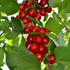 Wiśnia CUDOWIŚNIA donica
