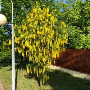 Złotokap alpejski PENDULA 