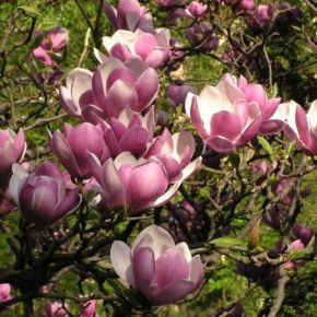 Magnolia  SATISFACTION 