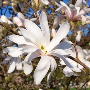 Magnolia DAPHNE 