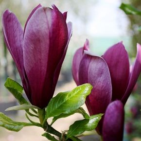 Magnolia purpurowa NIGRA 