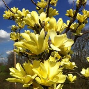 Magnolia  YELLOW RIVER  