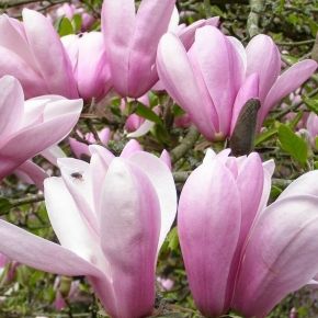 Magnolia DAPHNE 
