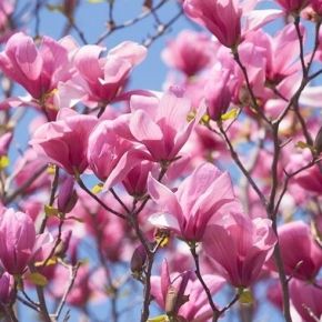 Magnolia DAPHNE 