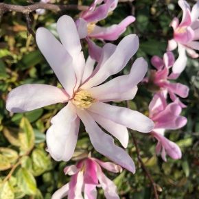 Magnolia gwiaździsta ROSEA 