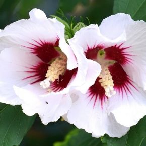 HIBISCUS RED HEART na pniu 