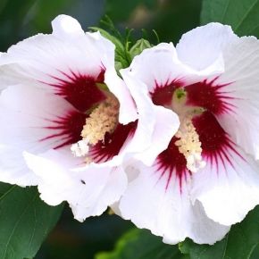 HIBISKUS RED HEART na pniu 