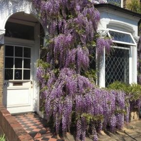 WISTERIA glicynia kwiecista MULTIJUGA