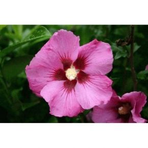 HIBISCUS WOODBRIDGE na pniu 