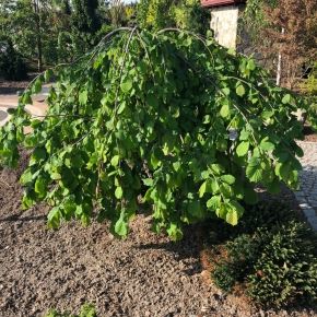 Leszczyna pospolita PENDULA 120-140 cm 