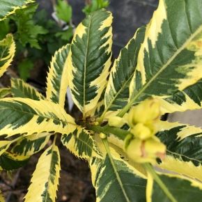Kasztan Jadalny VARIEGATA