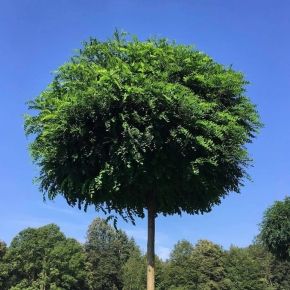 Robinia akacjowa Umbraculifera 140 cm 