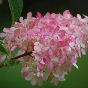 Hortensja bukietowa VANILLE FRAISE