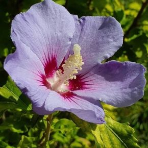 Hibiscus MARINA na pniu