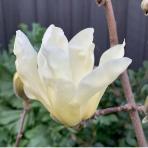 Magnolia DAPHNE 