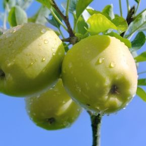 Jabłoń GOLDEN DELICIOUS 