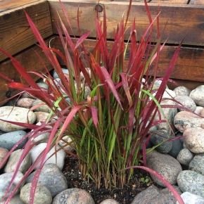 Imperata cylindryczna RED BARON 