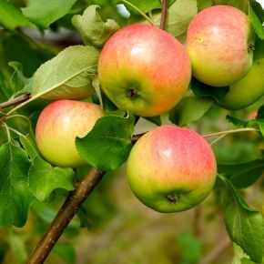 Jabłoń WITOS