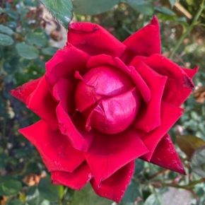 Róża CZERWONA