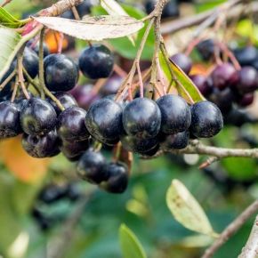 Aronia GALICJANKA na pniu 