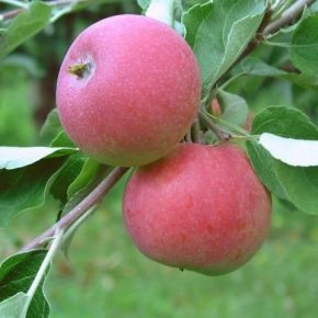 Jabłoń EARLY GENEVA 