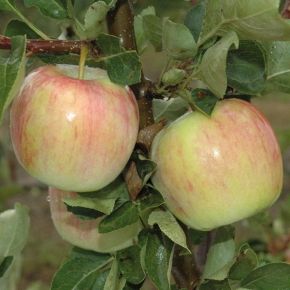 Jabłoń PIROS 