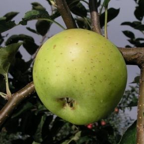 Jabłoń OLIWKA CZERWONA 