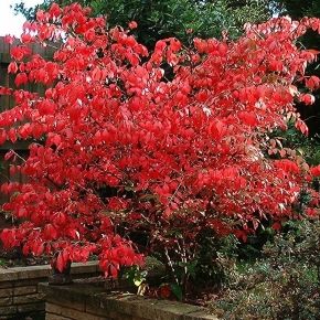 Trzmielina pospolita RED CASCADE