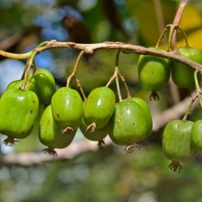 Kiwi ISSAI samopylne
