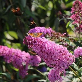 Budleja davidii REVE DE PAPILLON PINK