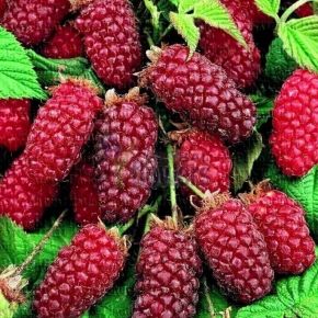 Malino-jeżyna bezkolcowa LOGANBERRY