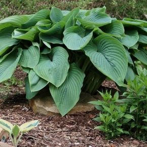 Funkia- Hosta  T-REX