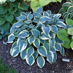 Funkia-Hosta FIRST FROST