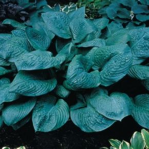 Funkia-Hosta  BLUE UMBRELLAS