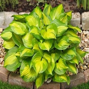 Funkia- Hosta LAKESIDE BANANA BAY