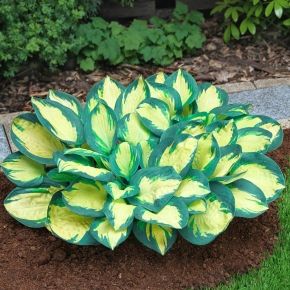 Funkia- Hosta POPCORN