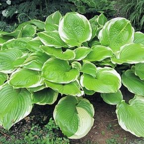 Funkia- Hosta WINTER SNOW