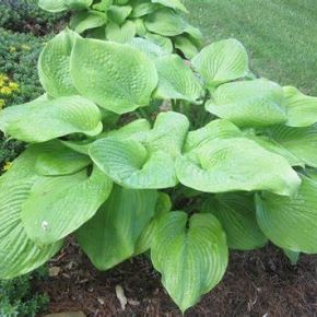 Funkia- Hosta SUM AND SUBSTANCE