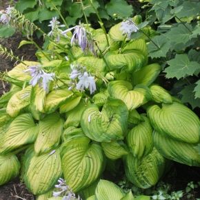 Funkia- Hosta STAINED GLASS