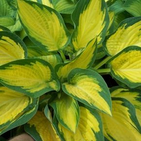 Funkia- Hosta ORANGE MARMALADE