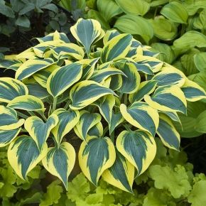 Funkia- Hosta AUTUMN FROST