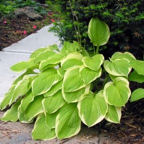 Funkia- Hosta AMERICAN DREAM