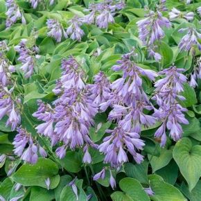 Funkia- Hosta BLUE CADET