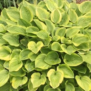 Funika- Hosta GOLDEN TIARA