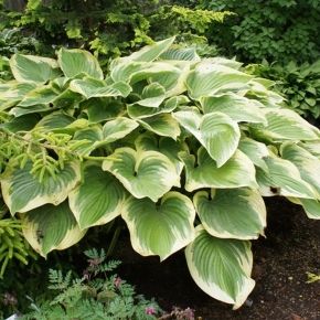 Funkia- Hosta VICTORY