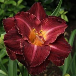 Liliowiec BURGUNDY LOVE