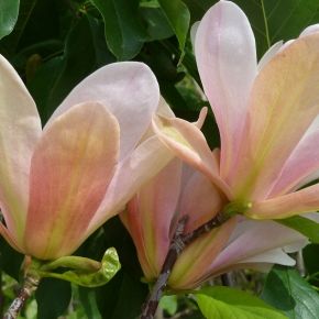 Magnolia CORAL LAKE