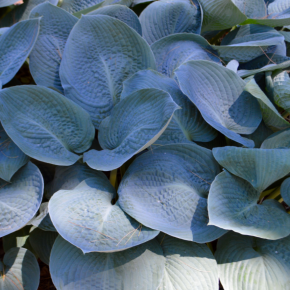 Funkia-Hosta  BLUE VISION